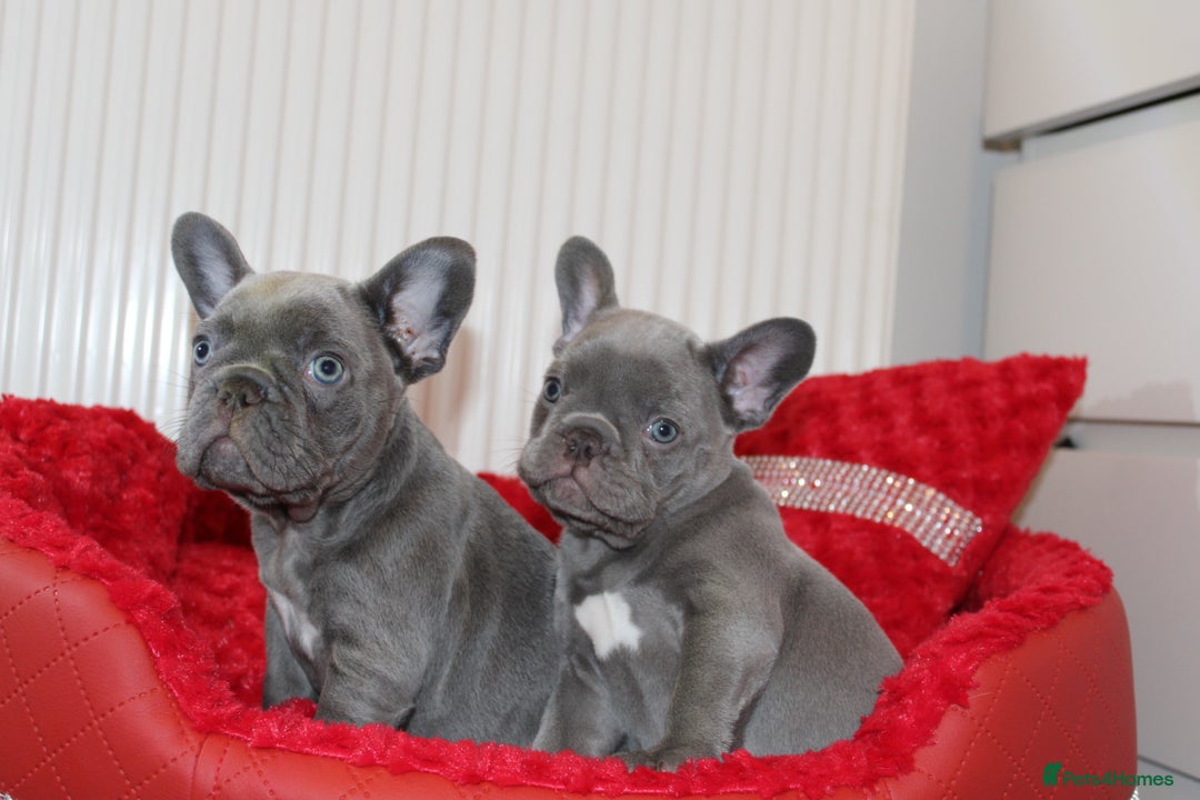French Bulldog dogs for sale: Solid lilac French bulldog’s  - Advert 8