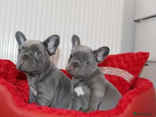 French Bulldog dogs for sale: Solid lilac French bulldog’s - Advert 1