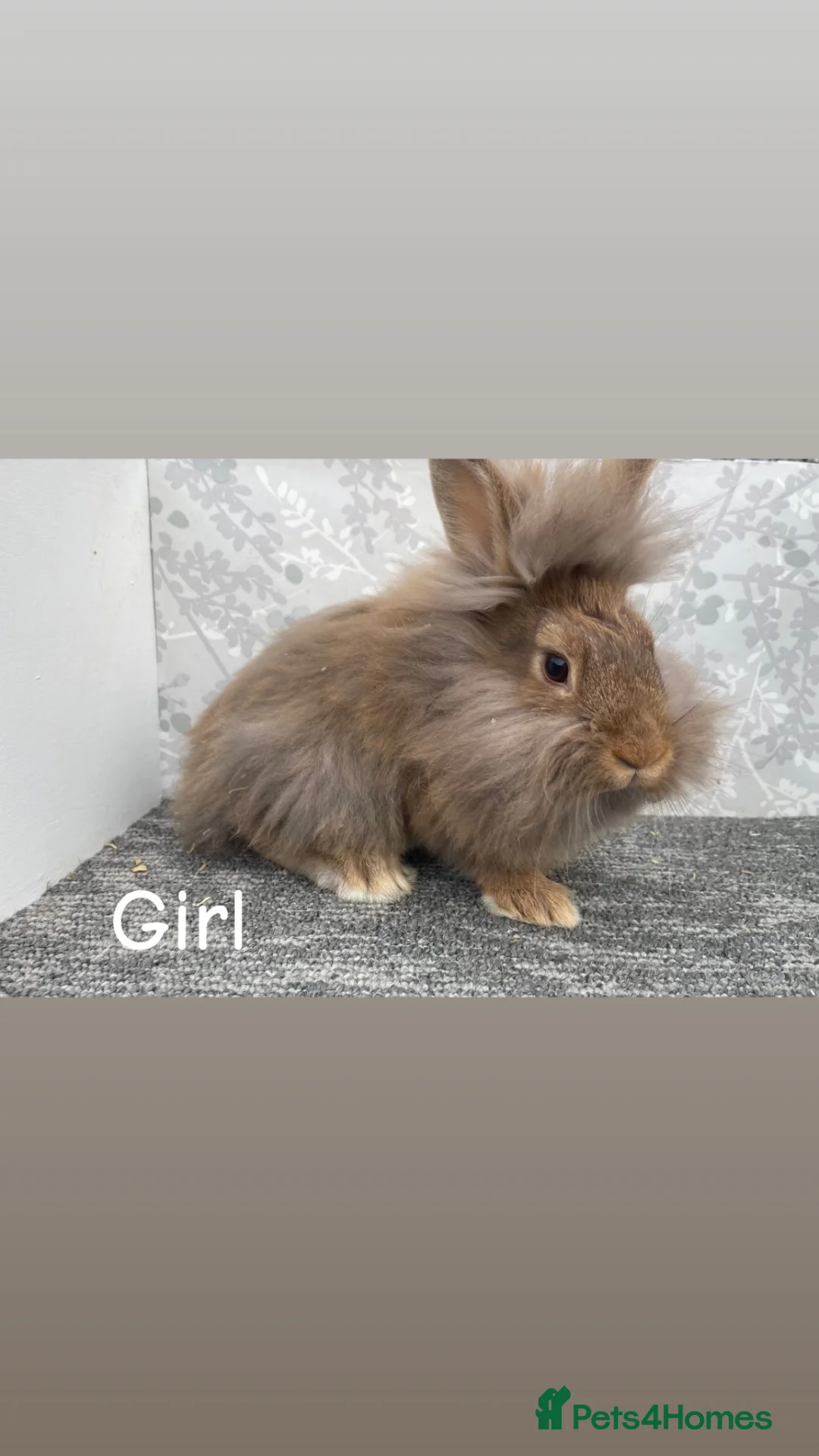 Lionhead rabbits for sale: READY TO LEAVE NOW Double main lionhead  - Advert 2