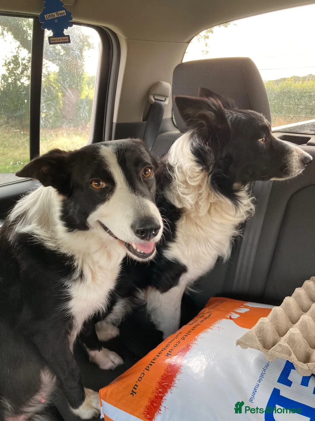 Border Collie dogs for sale: 5 Border Collie Puppies in Malton - Advert 2