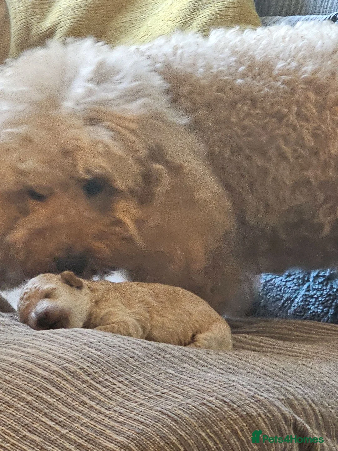 Miniature Poodle dogs for sale: Apricot miniature poodle in Burnley - Advert 1