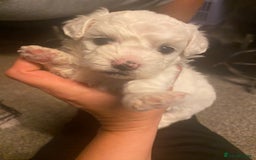 Maltese dogs for sale: Stunning Purebred Maltese Puppies Ready 17th Sept - Image 18