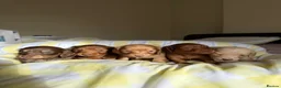 Dachshund dogs for sale: KC.Reg. Miniature LongHaired Dachshund Puppies  - Advert 4