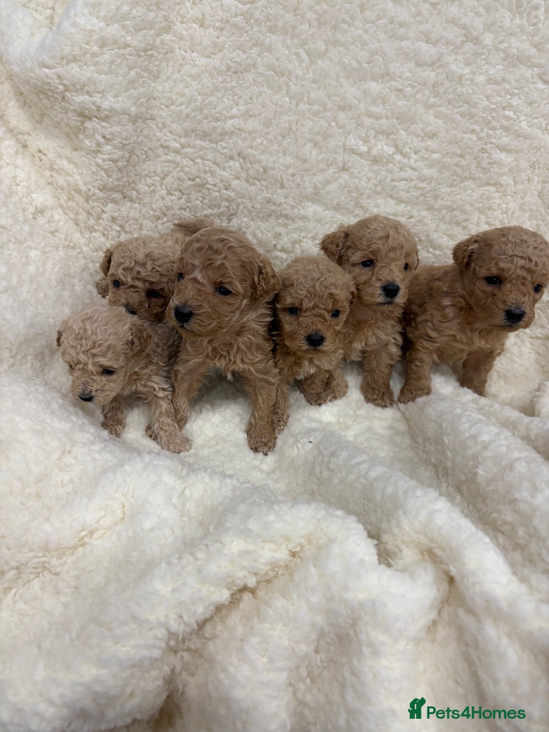Yorkiepoo dogs for sale: F2b yorkipoo puppies - Advert 4