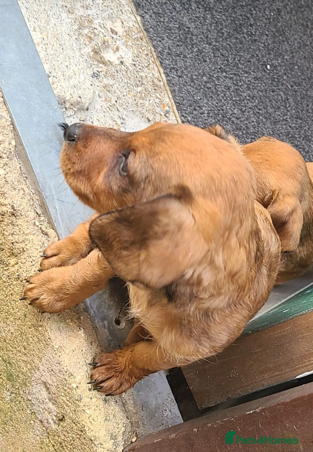 Mixed Breed dogs for sale: Beautiful puppies ready now  - Advert 2