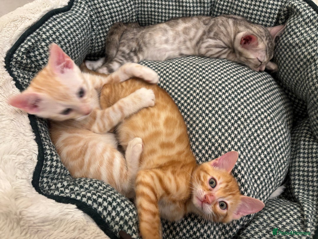 Bengal cats for sale: Unique Bengal Kittens  - Image 15