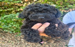 Cavapoo dogs for sale: Fully health tested Beautiful F1BB Cavapoo puppies - Image 7