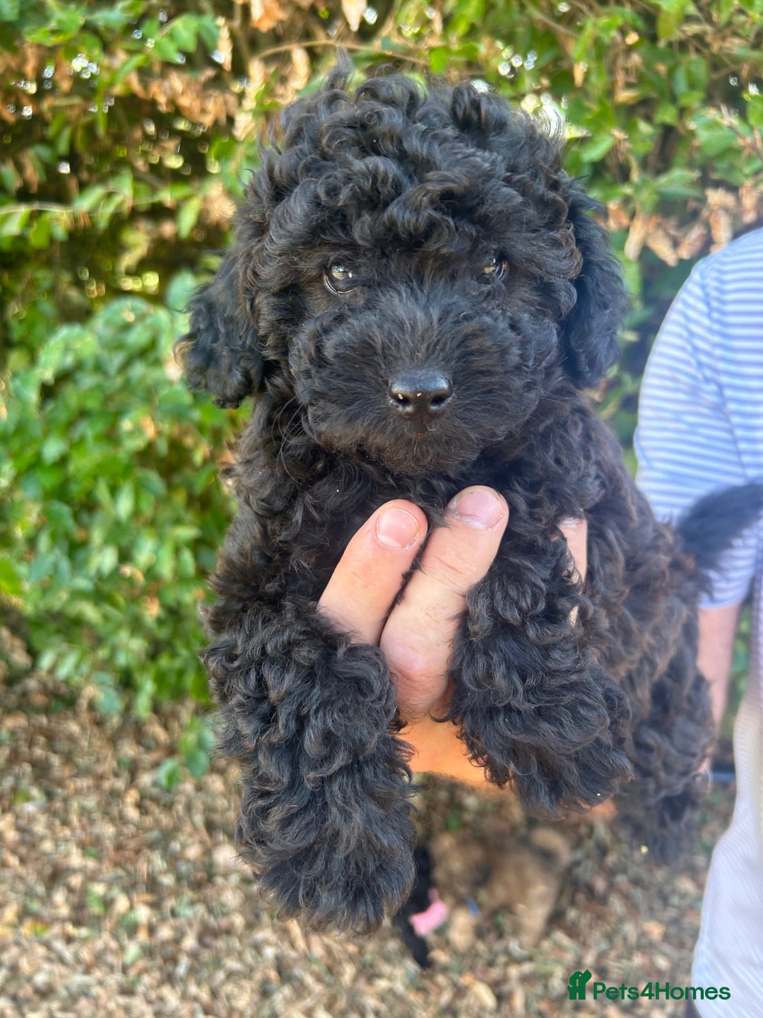 Cavapoo dogs for sale: Fully health tested Beautiful F1BB Cavapoo puppies - Image 7
