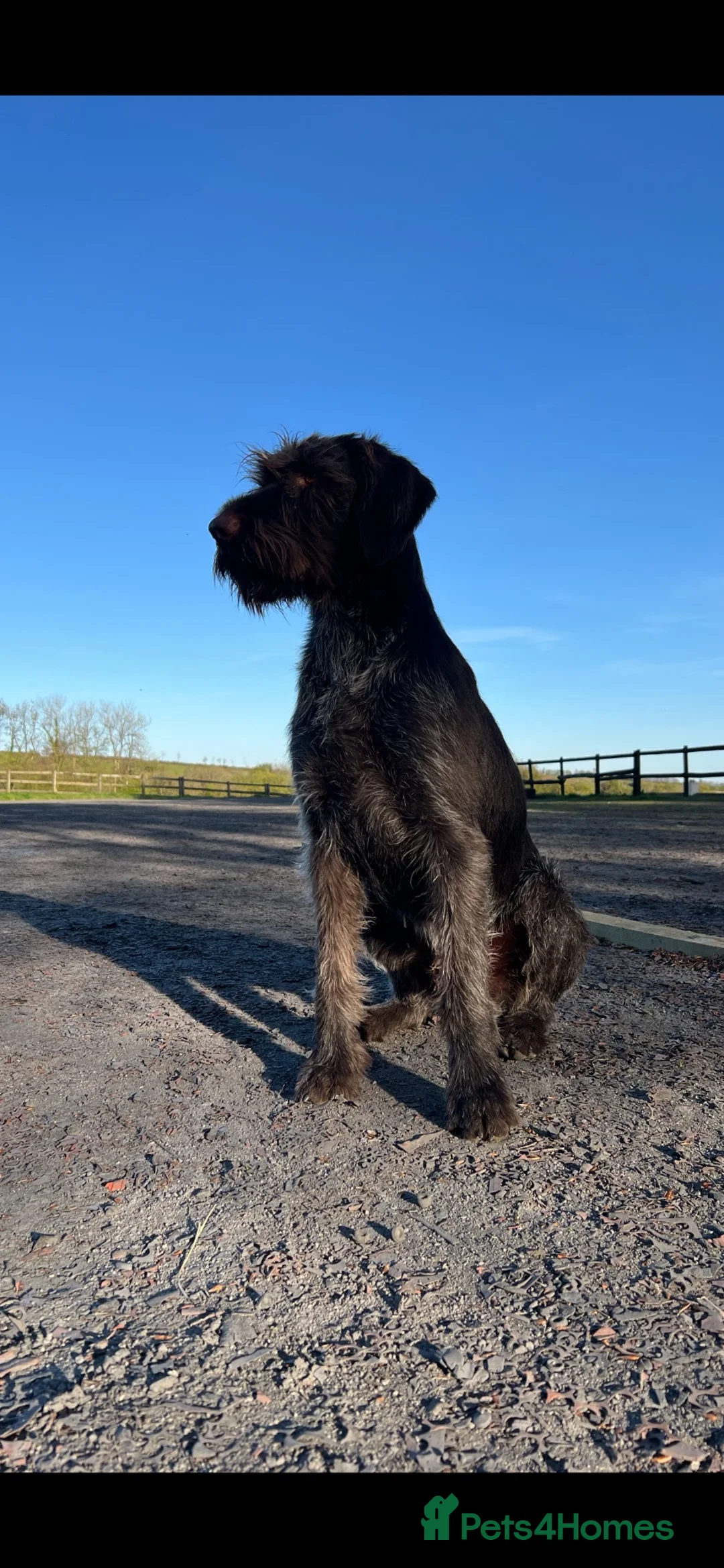 German Longhaired Pointer dogs for sale: German long haired pointer - Advert 1