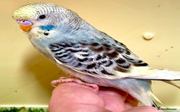 Budgerigars birds for sale: Beautiful baby budgies for sale  - Image 24