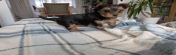 Yorkshire Terrier dogs for sale: Adorable Mini Toy Yorkshire Terrier Puppies - Advert 10