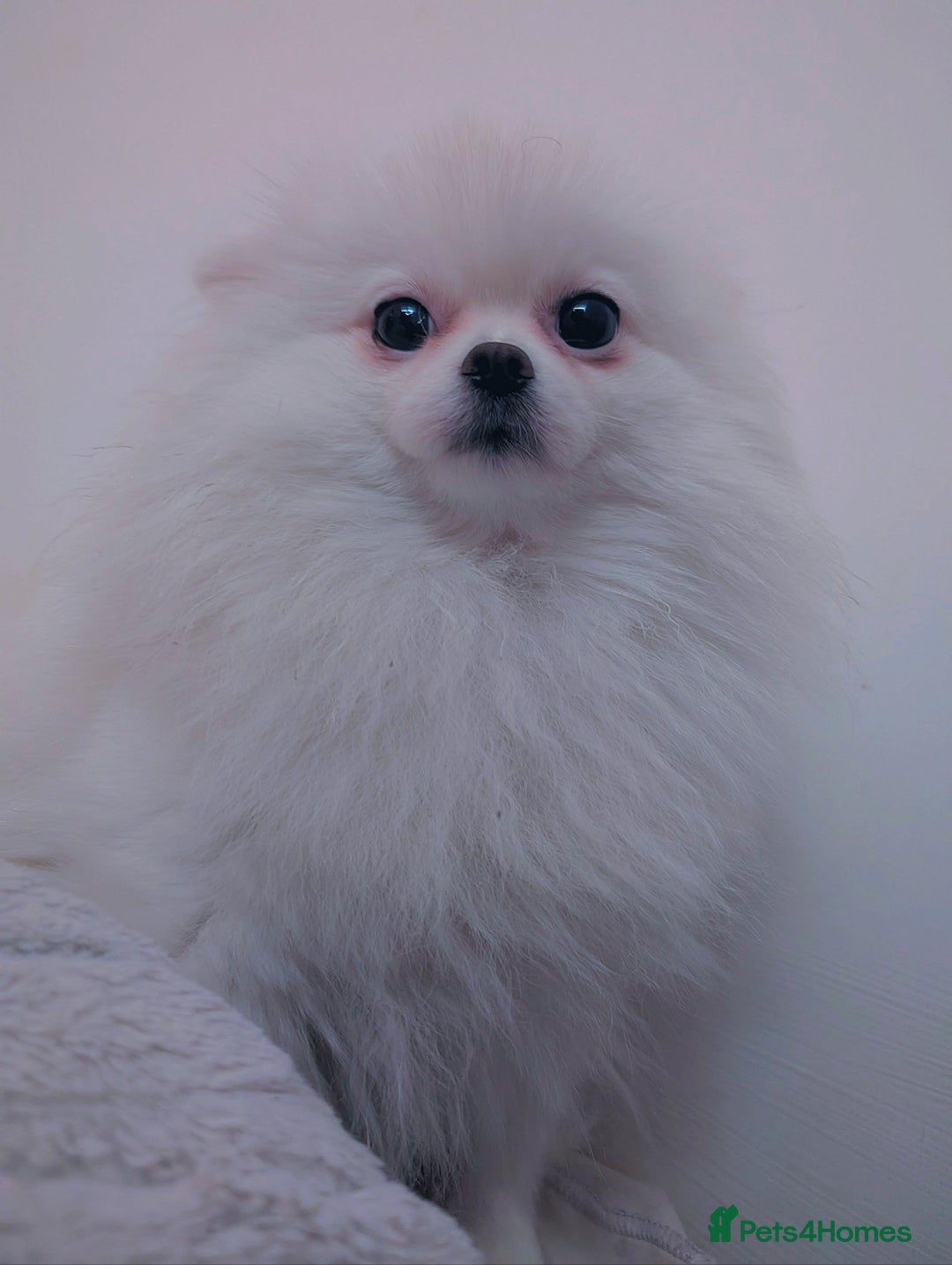 Pomeranian dogs for sale: ☁️RARE SOLID WHITE POMERANIANS ☁️ - Image 15