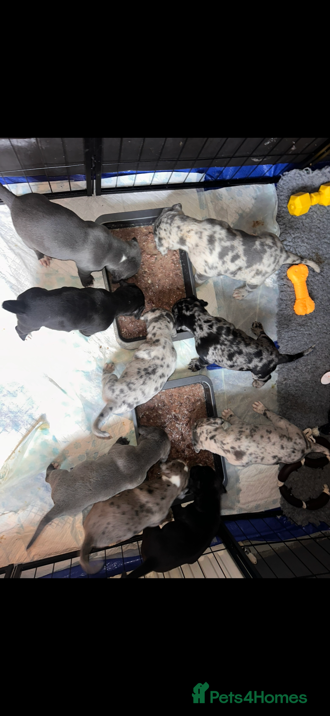 Mixed Breed dogs for sale: Stunning litter of puppies ***cheap*** - Advert 4