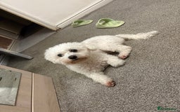 Bichon Frise dogs for sale: Bichon frise - Image 2