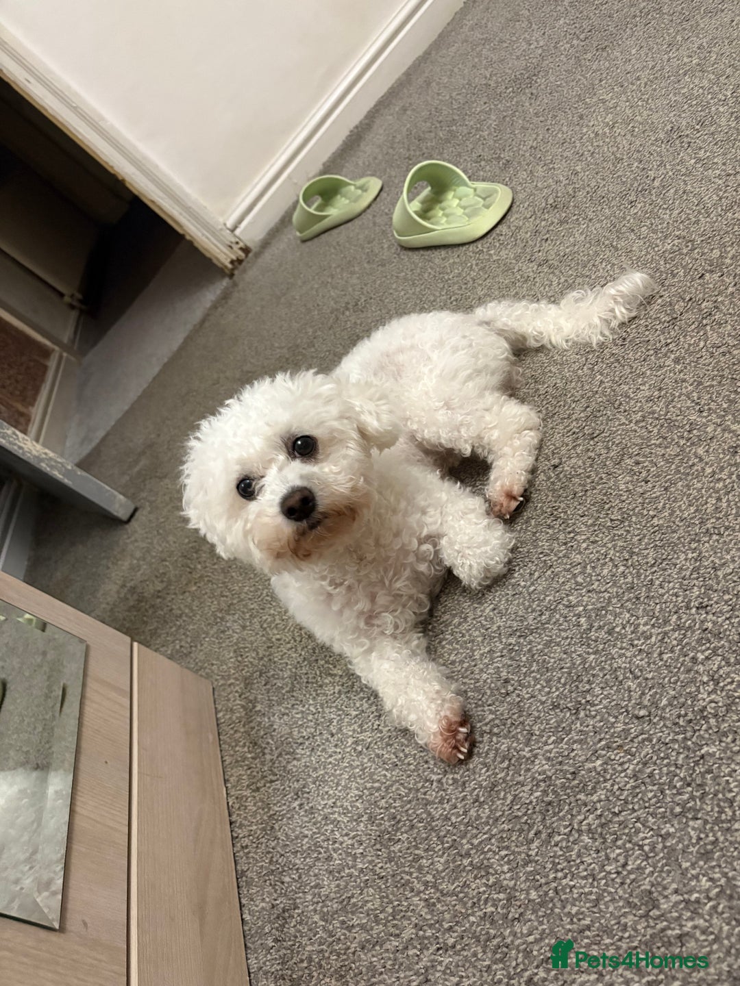 Bichon Frise dogs for sale: Bichon frise - Image 2