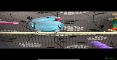 Ringnecks birds - Advert 5