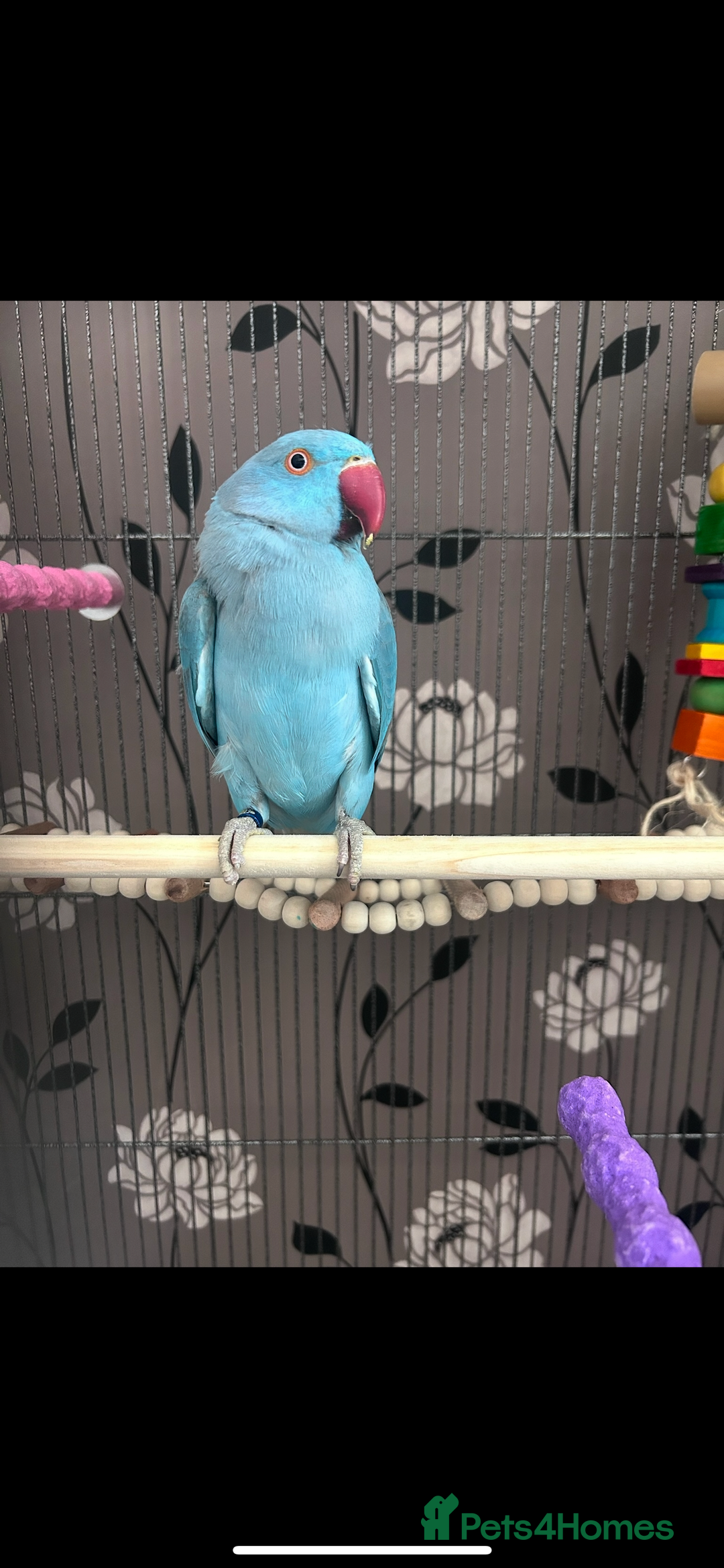 Ringnecks birds for sale: 2 Indian Ringneck Parrots - Image 3