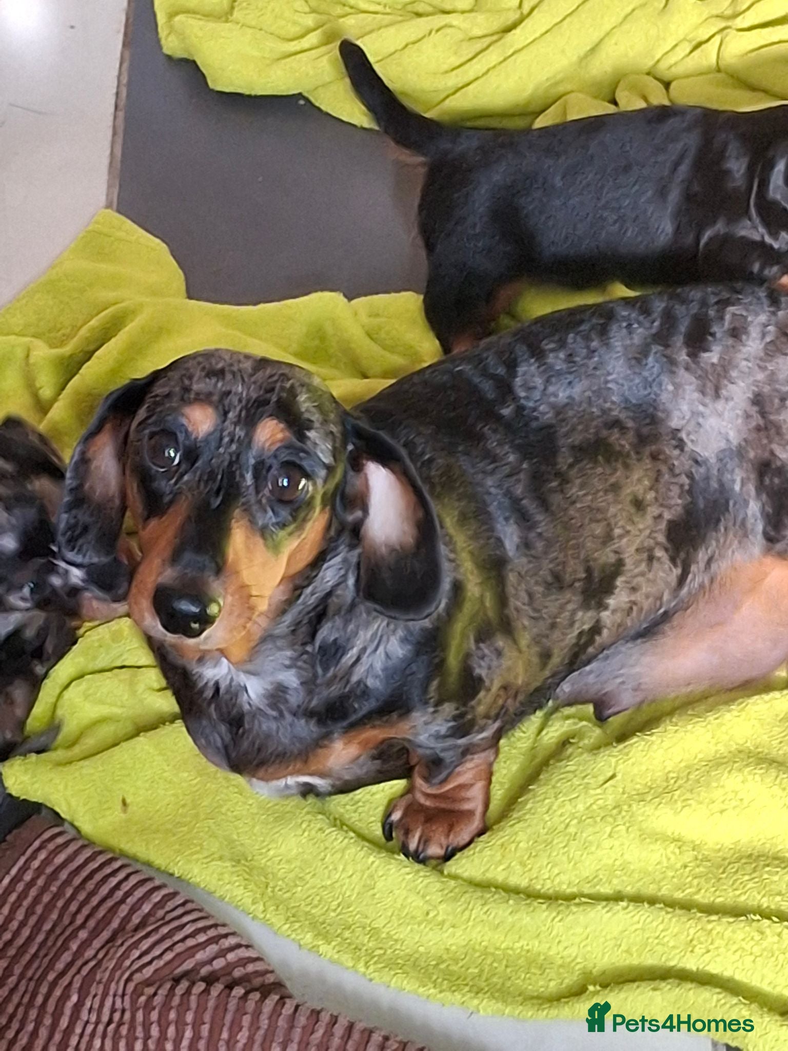 Miniature Dachshund dogs Miniature dachshund black and tan kc registered  - Advert 1