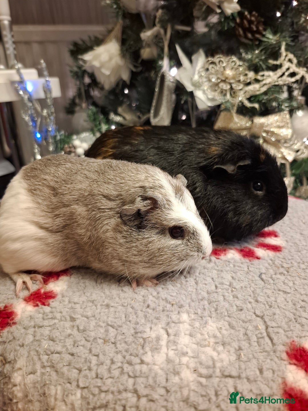 Guinea Pig rodents for sale: Guinea Pig Pairs  - Advert 6