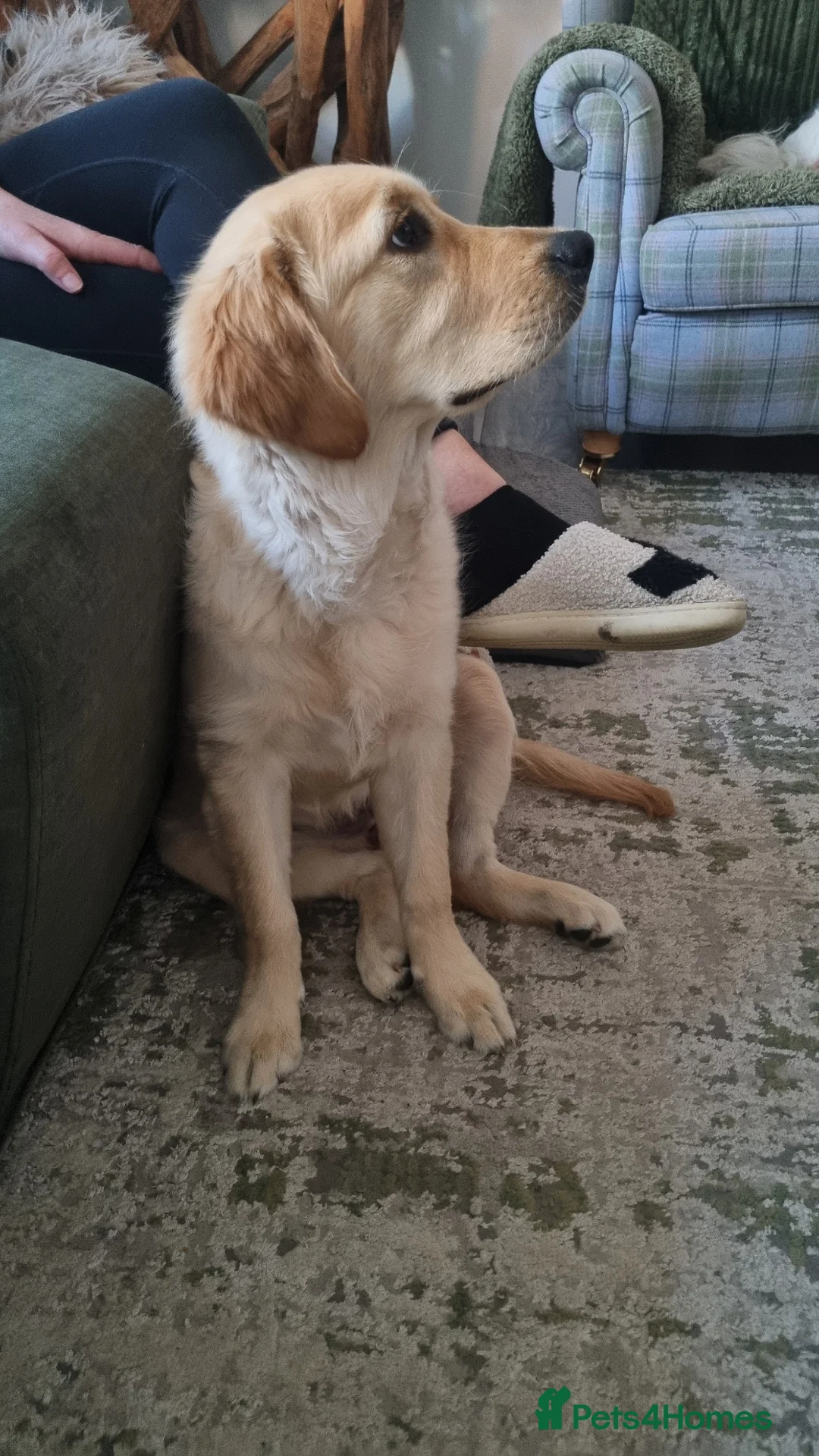 Golden Retriever dogs for sale: Golden retriver  in Middlesbrough - Advert 2