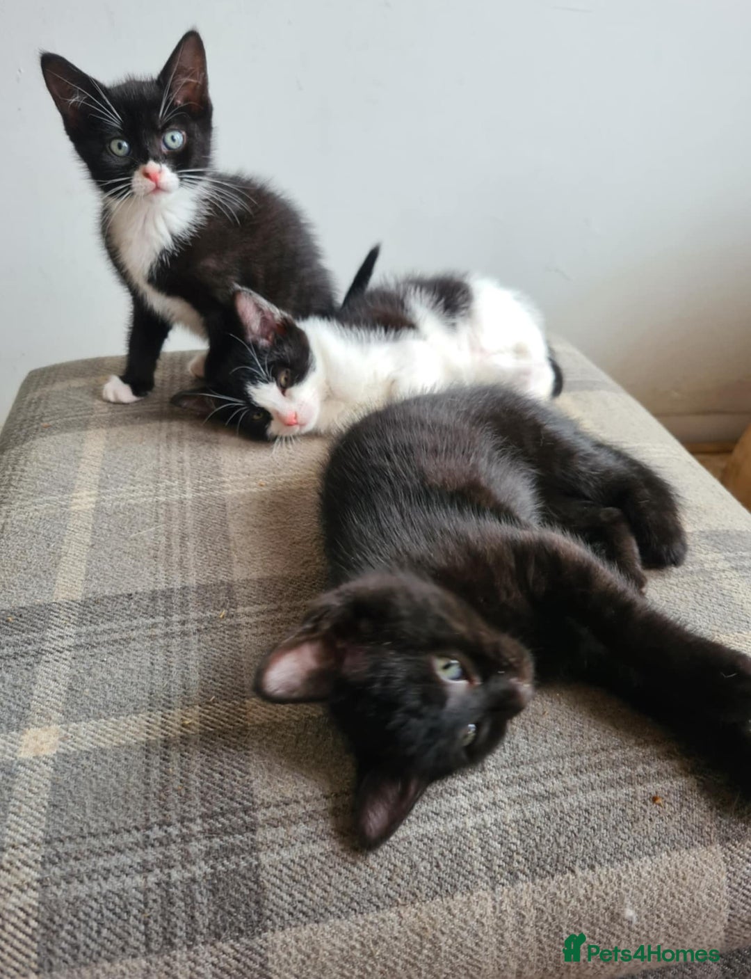 Mixed Breed cats for sale: Kittens - Image 5