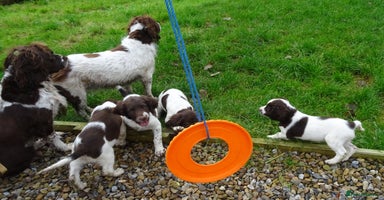 English Springer Spaniel dogs - Advert 11