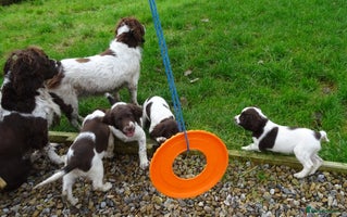 English Springer Spaniel dogs - Advert 11
