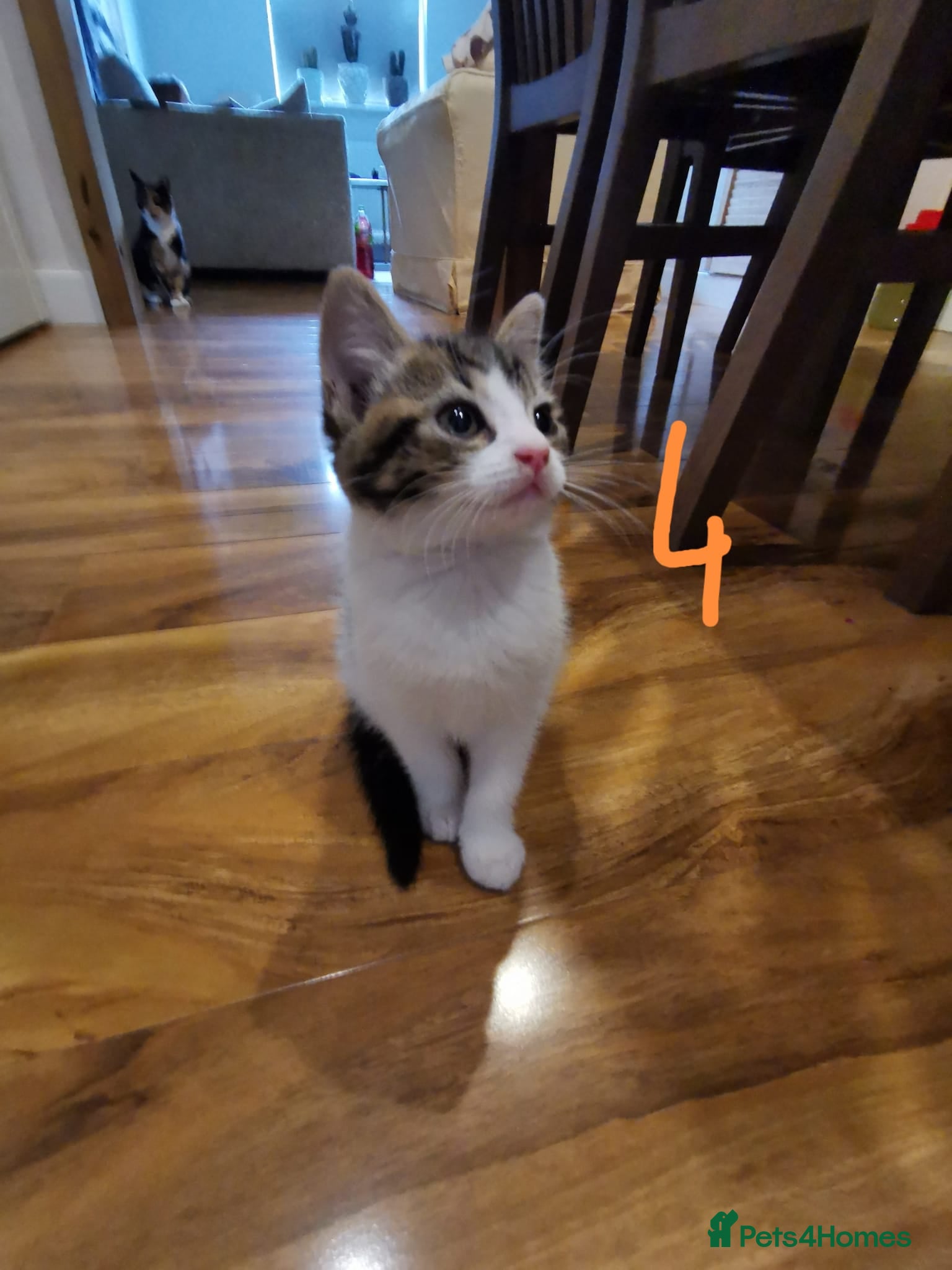 Mixed Breed cats Beautiful kittens ready now - Advert 1