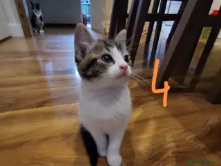 Mixed Breed cats Beautiful kittens ready now - Advert 1