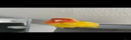 Lovebirds birds for sale: Lovebird  - Advert 6