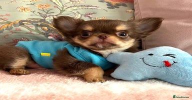 Chihuahua dogs - Advert 8