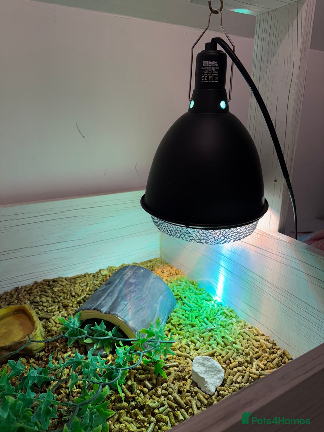 Tortoise reptiles for sale: Horsefeild Tortoise (2 and a half years old) - Advert 3