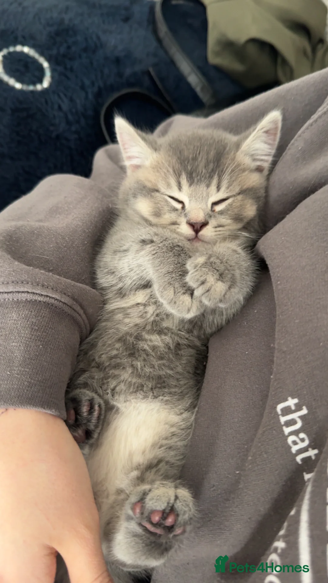 British Shorthair cats for sale: British Shorthair Kittens- Ready To Go! - Advert 2
