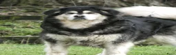 Mixed Breed dogs for sale:  Lovely  Malamute x black Labrador  puppies   - Advert 13