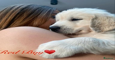 Golden Retriever dogs - Advert 3