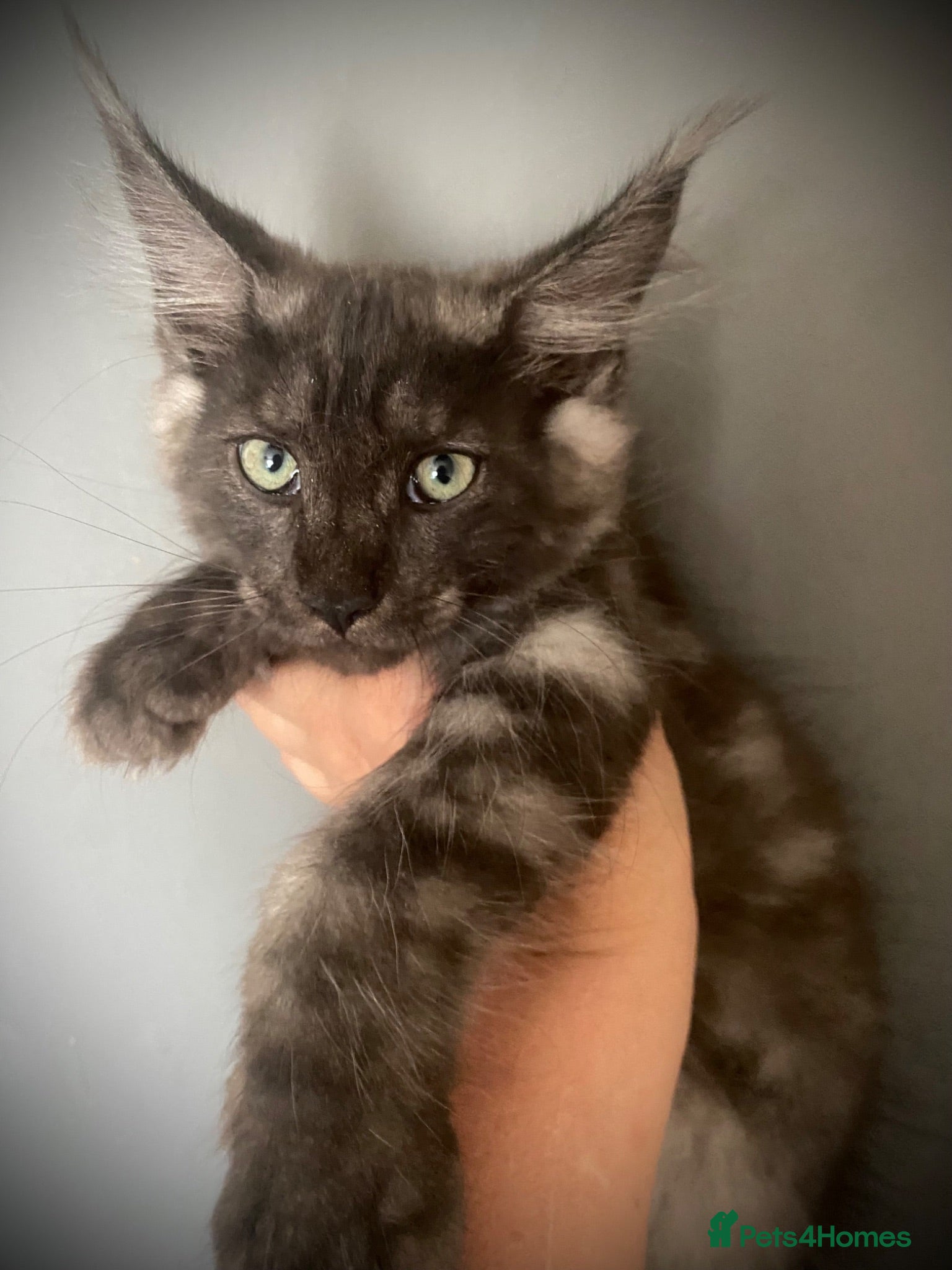 Maine Coon cats TICA Registered Maine Coon Kittens Red/Black Smoke - Advert 1