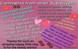 Toy Poodle dogs for sale: *REDUCED*1 WHITE BOY, 1 BLACK GIRL TOY POODLES in Colwyn Bay - Image 12