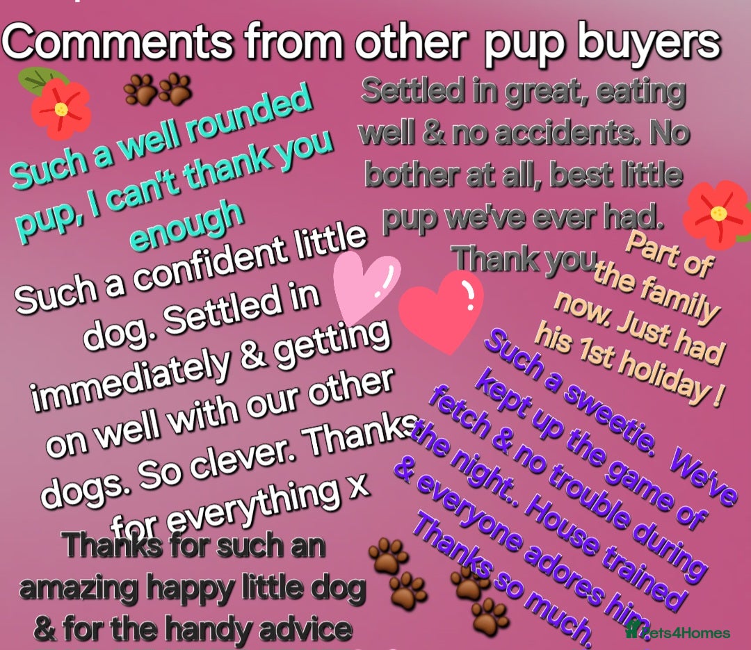 Toy Poodle dogs for sale: *REDUCED*1 WHITE BOY, 1 BLACK GIRL TOY POODLES in Colwyn Bay - Image 12