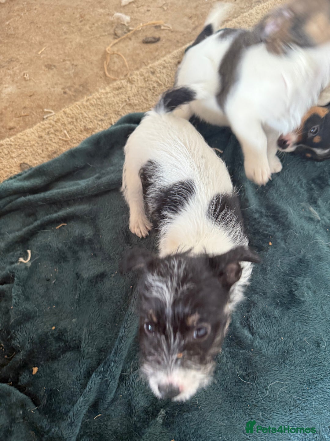 Jack Russell dogs for sale: Jack Russell puppies rough/smooth coat ready now  - Image 5