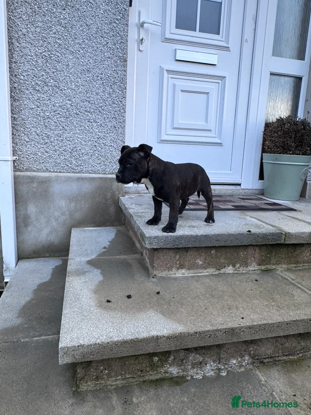 Staffordshire Bull Terrier dogs for sale: Staffordshire Bull Terrier Pups ready now  - Advert 7