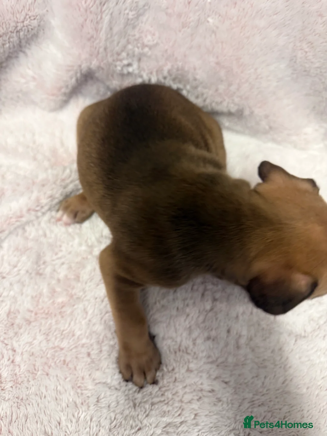 Mixed Breed dogs for sale: Cane Corso mixed  - Advert 17