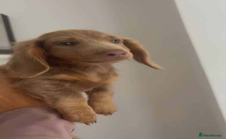 Dachshund dogs - Advert 11