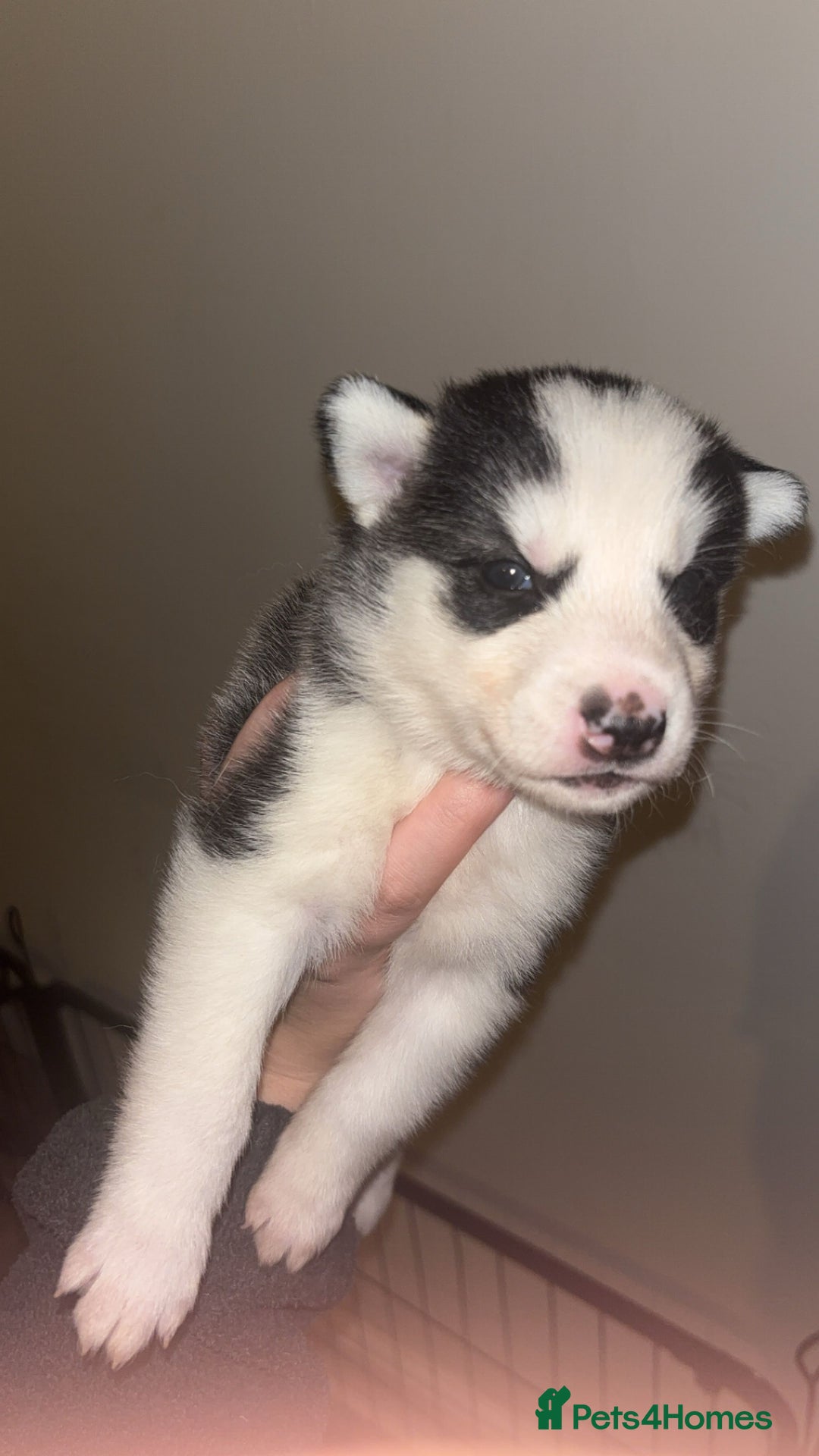 Siberian Husky dogs for sale: 6 beautiful Siberian husky’s🩷 - Advert 7
