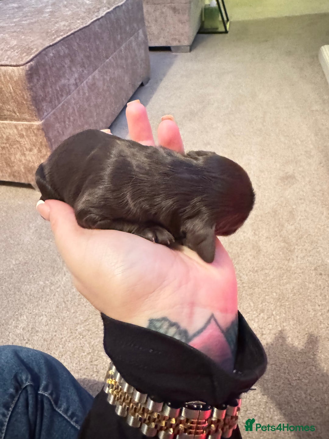 Cockapoo dogs for sale: Beautiful Cockapoo Puppies  - Advert 4