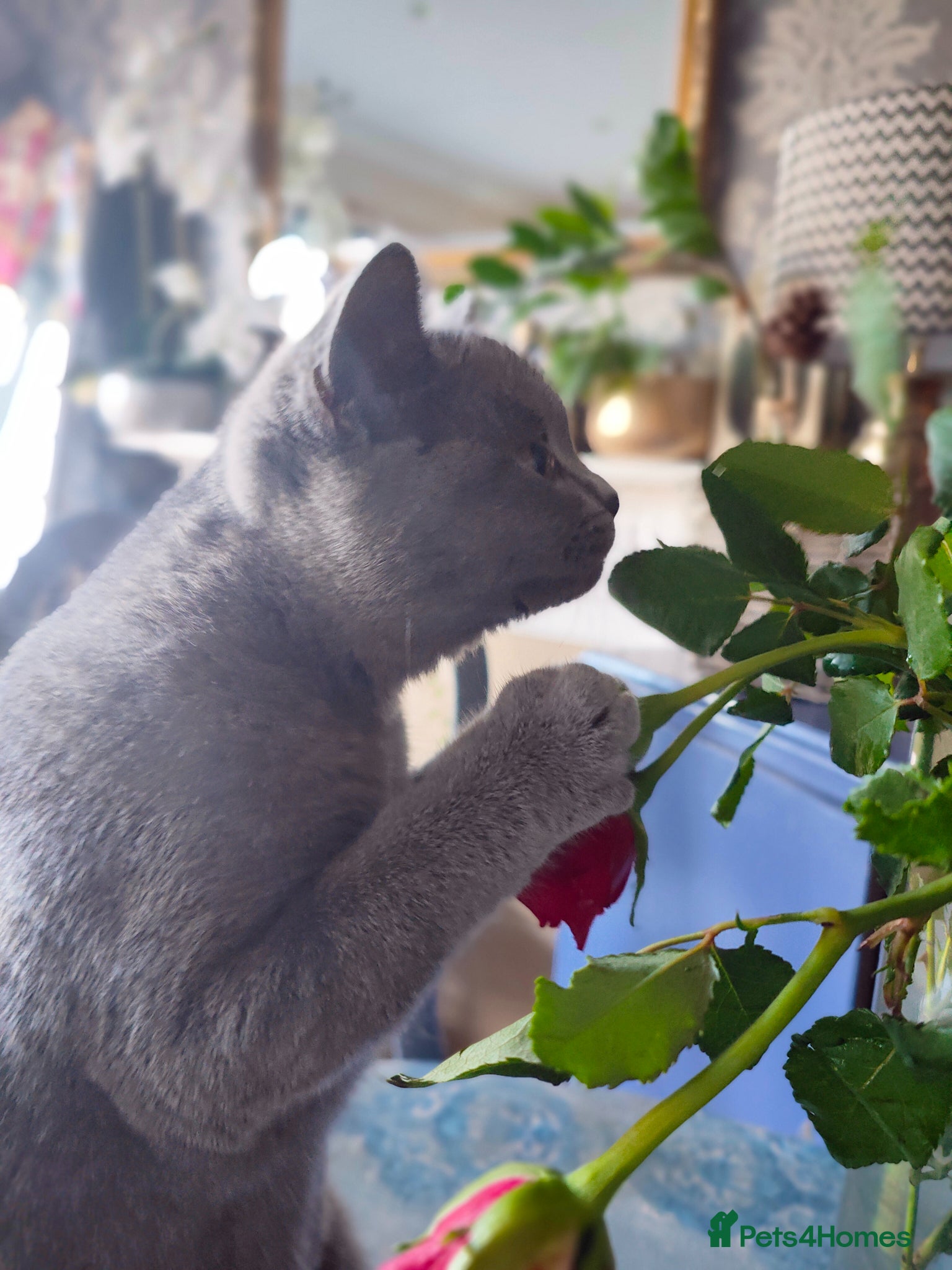 British Shorthair cats for sale: Last friendly girl-pure BSH parents pedigree  - Advert 4