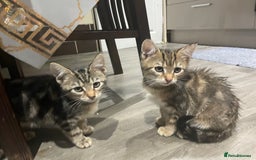 Mixed Breed cats for sale: 4 stunning tabby kittens - Image 4