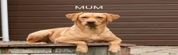 Labrador Retriever dogs for sale: Kc Registered Fox Red Labradors - Champion Lines - Advert 8