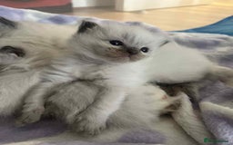 Ragdoll cats for sale: Pure Ragdoll kittens available 🐱🐾 - Image 6
