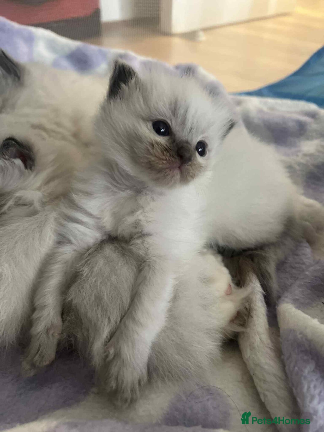 Ragdoll cats for sale: Pure Ragdoll kittens available 🐱🐾 - Image 6