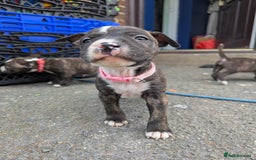 English Bull Terrier dogs for sale: English bull terrier cross staffys - Image 18
